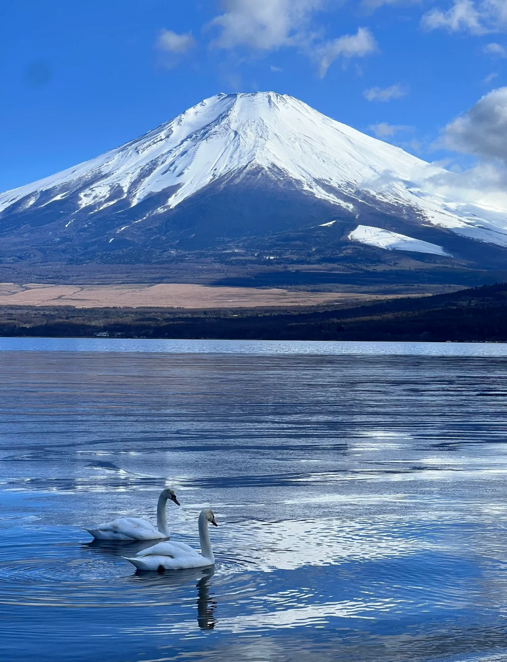 🗼 东京经典5天4晚 – 富士山一日游 | 私人包团