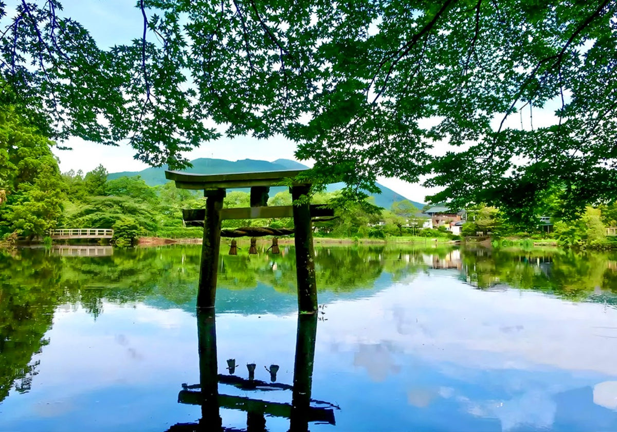 Kyushu Flower Viewing Private Tour | 6 Days 5 Nights