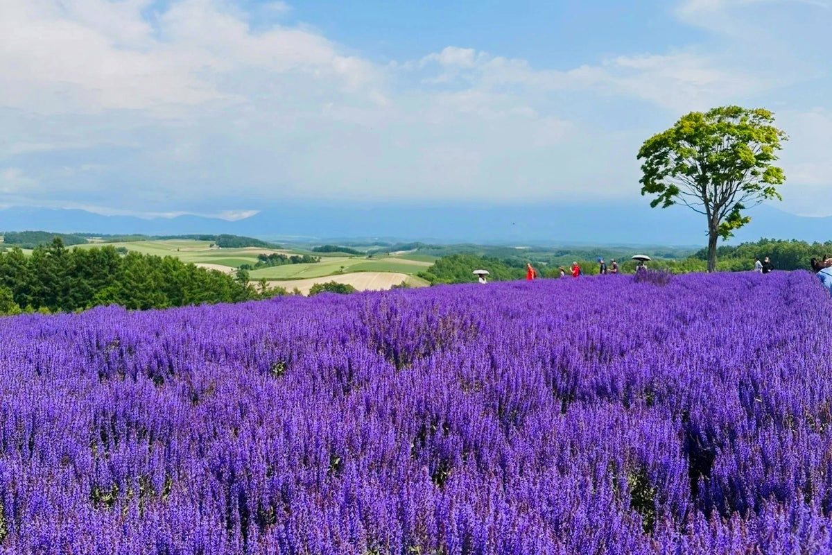 Hokkaido Private Charter | Biei & Furano 10-Hour Tour