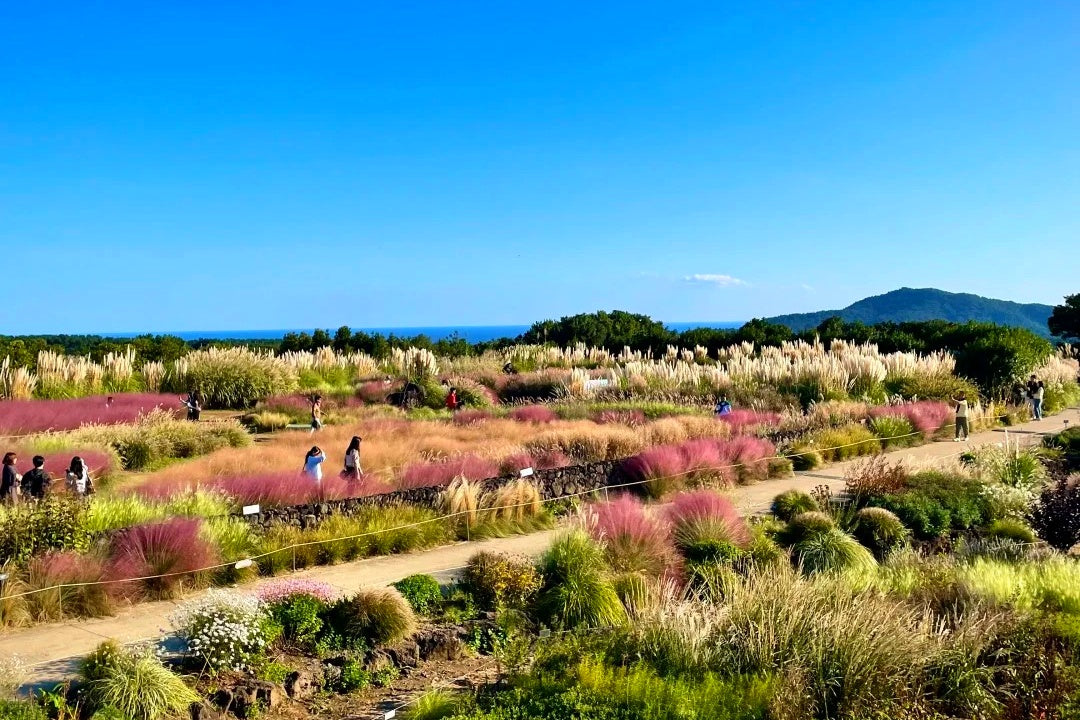 Jeju Island Autumn Private Tour | 5 Days 4 Nights