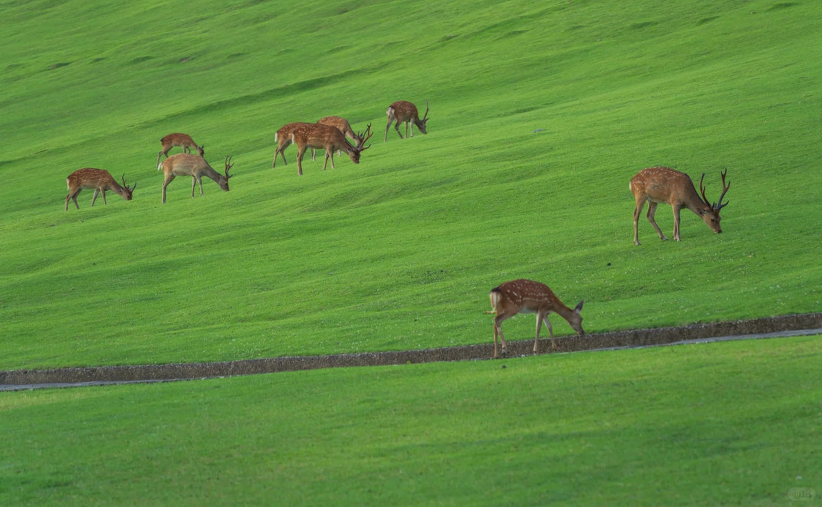 Kyoto Private Charter | Kyoto, Nara & Kobe 10-Hour Tour