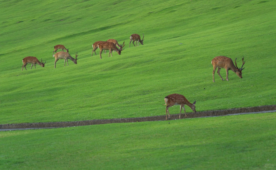 Kyoto Private Charter | Kyoto, Nara & Kobe 10-Hour Tour