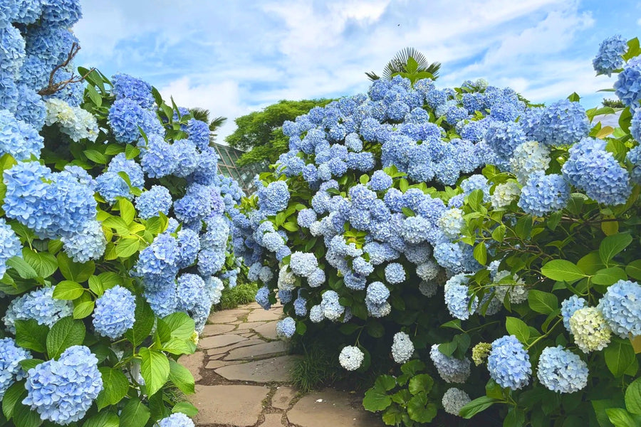 Jeju Island Autumn Private Tour | 5 Days 4 Nights