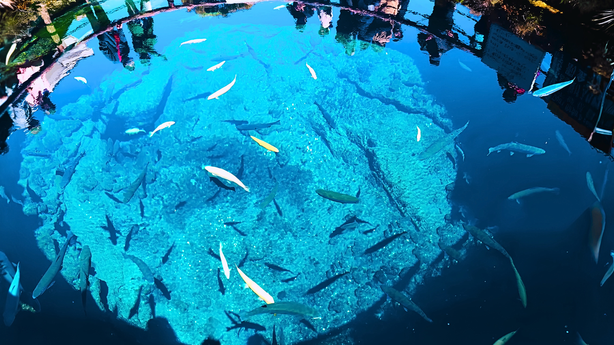 Osaka, Kyoto, Mount Fuji & Tokyo Private Tour | 7 Days 6 Nights