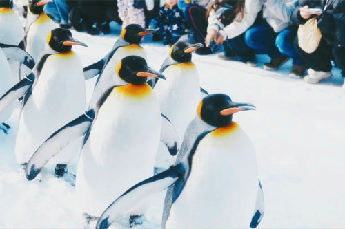 Hokkaido Private Charter | Biei & Furano 10-Hour Tour