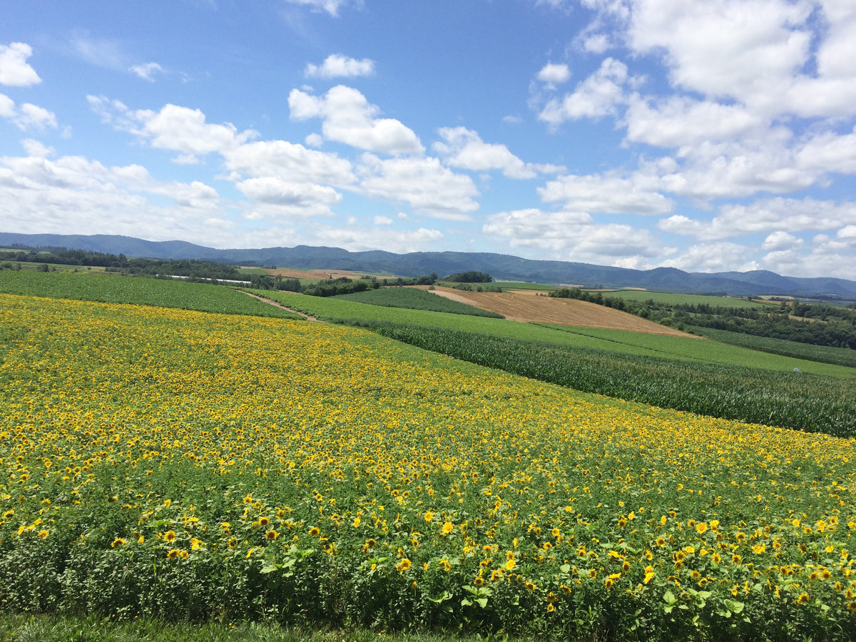 Biei Hokkaido — LEDA TRIP