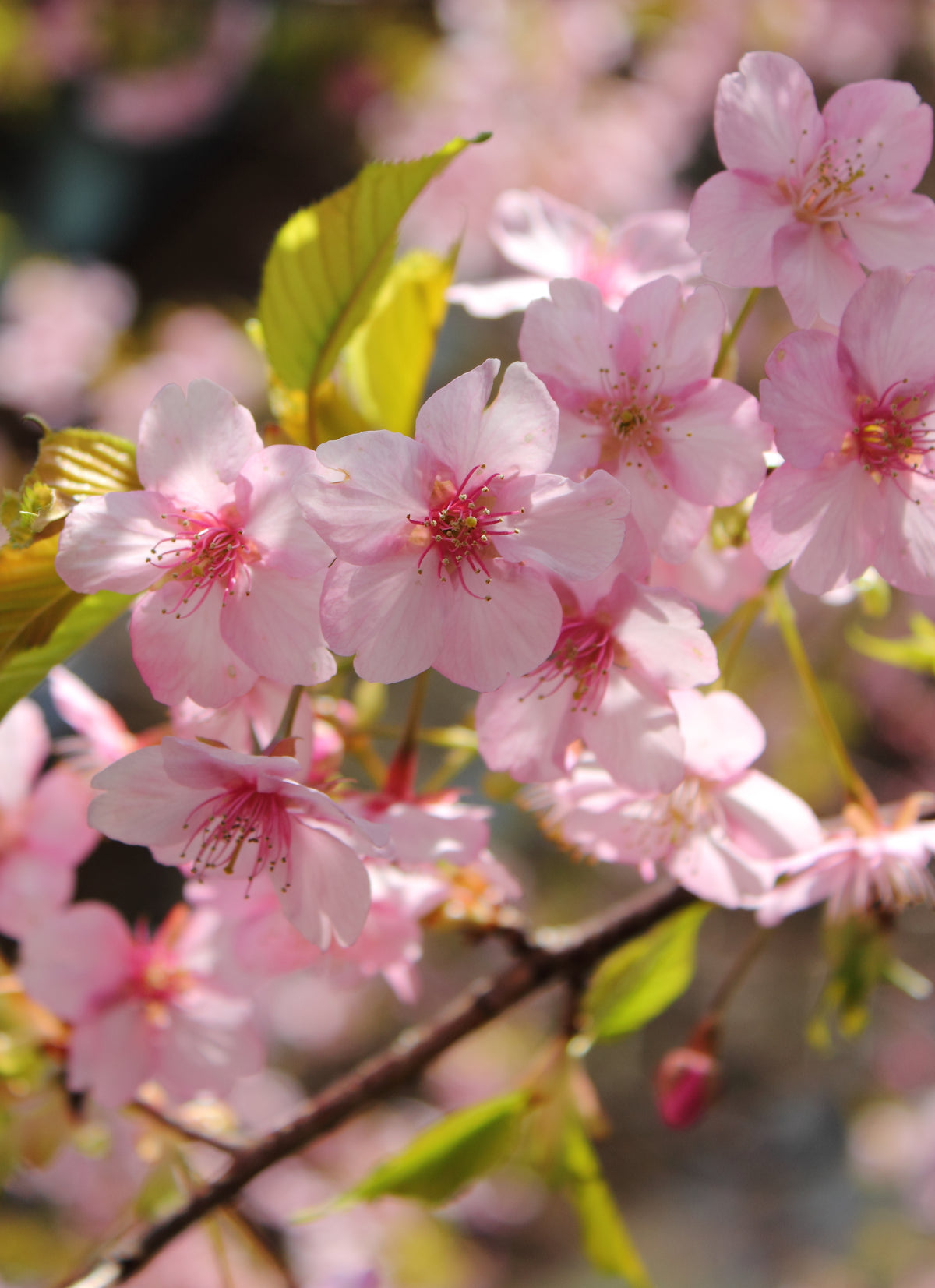 Kawazu cherry blossom — LEDA TRIP