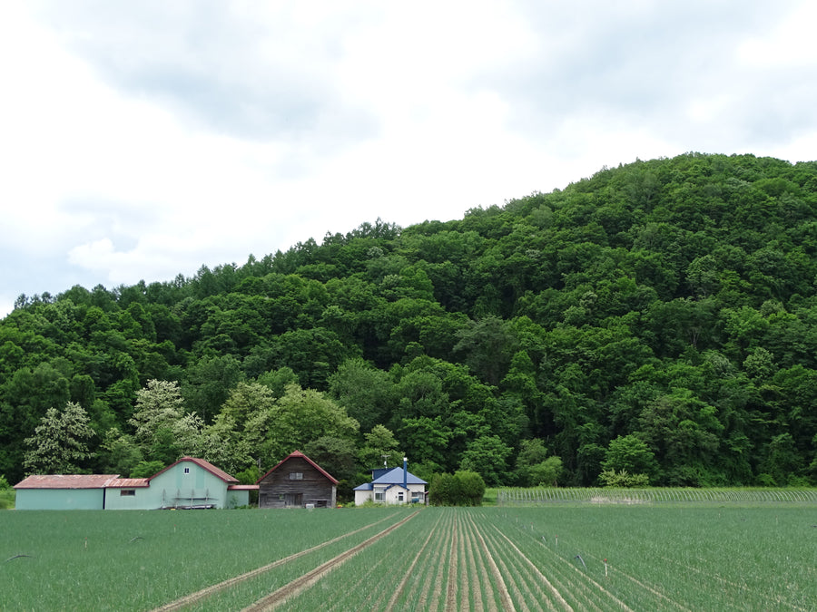 Furano Hokkaido — LEDA TRIP
