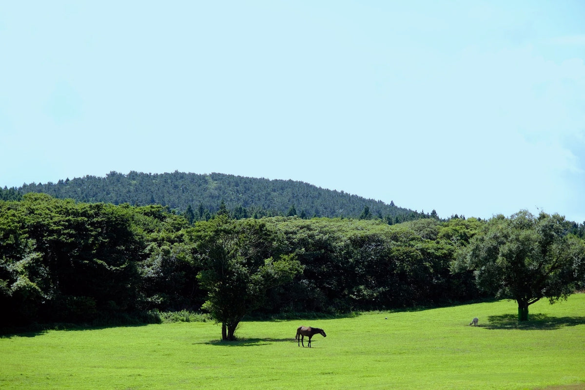 Jeju Island Autumn Private Tour | 5 Days 4 Nights