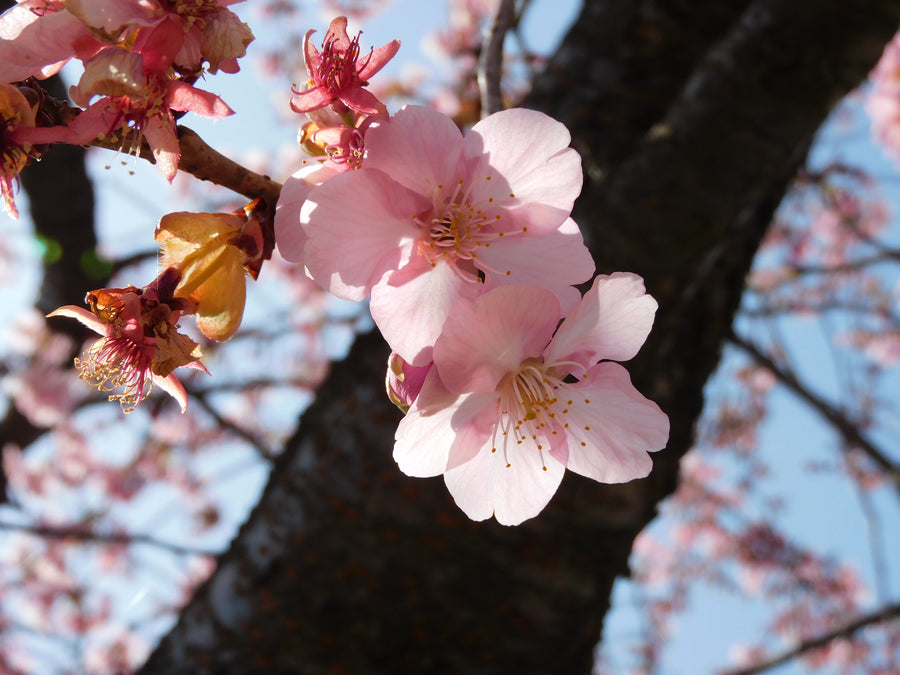 Kawazu cherry blossom — LEDA TRIP