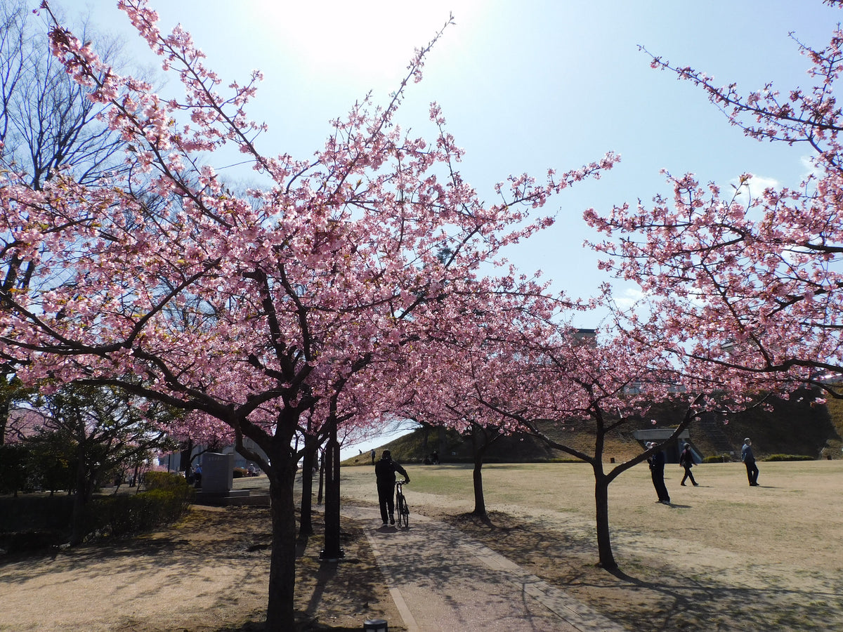 Kawazu cherry blossom — LEDA TRIP