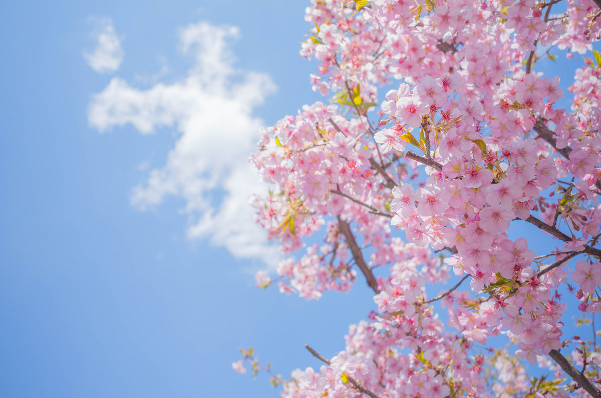 Kawazu cherry blossom — LEDA TRIP
