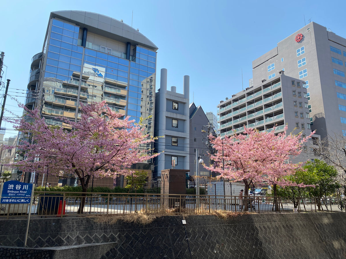 Kawazu cherry blossom — LEDA TRIP
