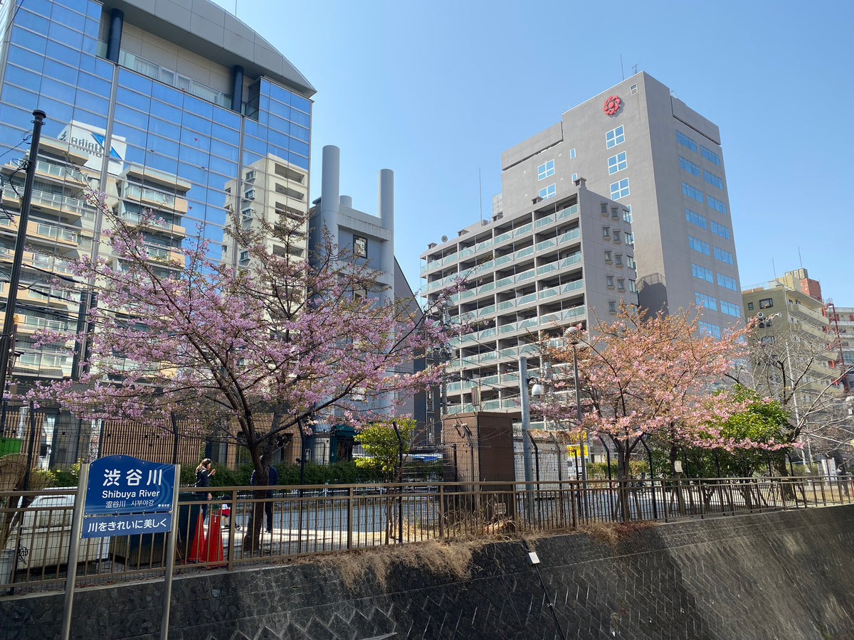 Kawazu cherry blossom — LEDA TRIP
