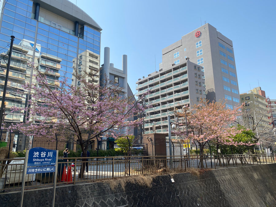 Kawazu cherry blossom — LEDA TRIP