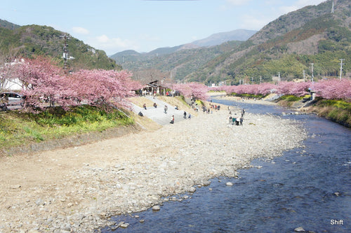 Kawazu cherry blossom — LEDA TRIP