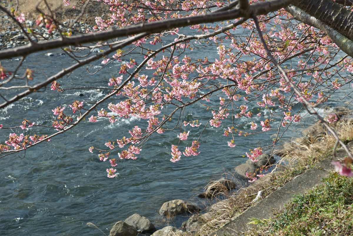 Kawazu cherry blossom — LEDA TRIP