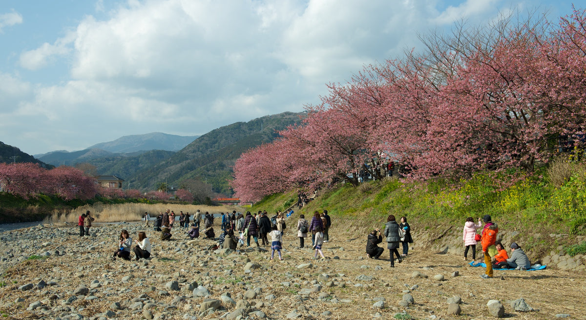 Kawazu cherry blossom — LEDA TRIP