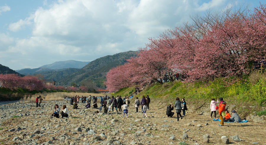 Kawazu cherry blossom — LEDA TRIP