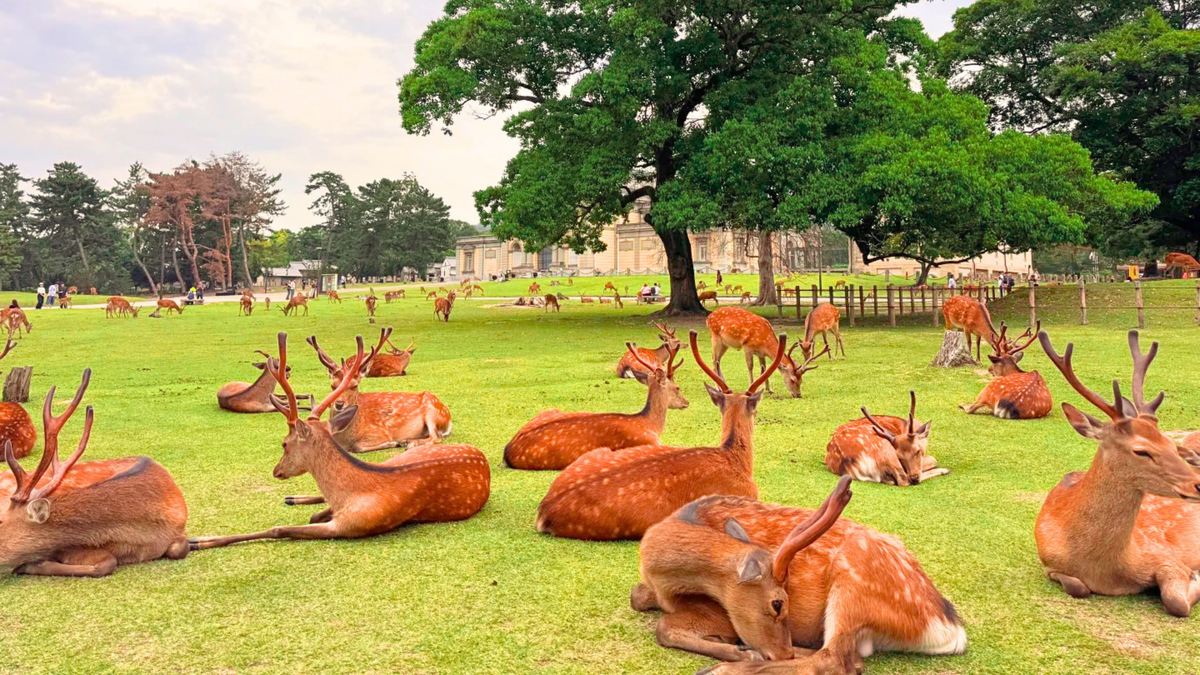 Nara Park
A scenic outdoor view of many deer resting on a large green lawn under a big tree, with buildings and more deer in the background.