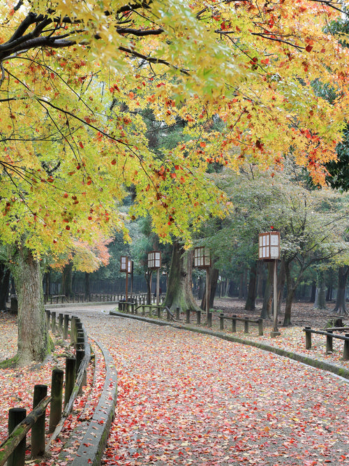 Nara Japan — LEDA TRIP