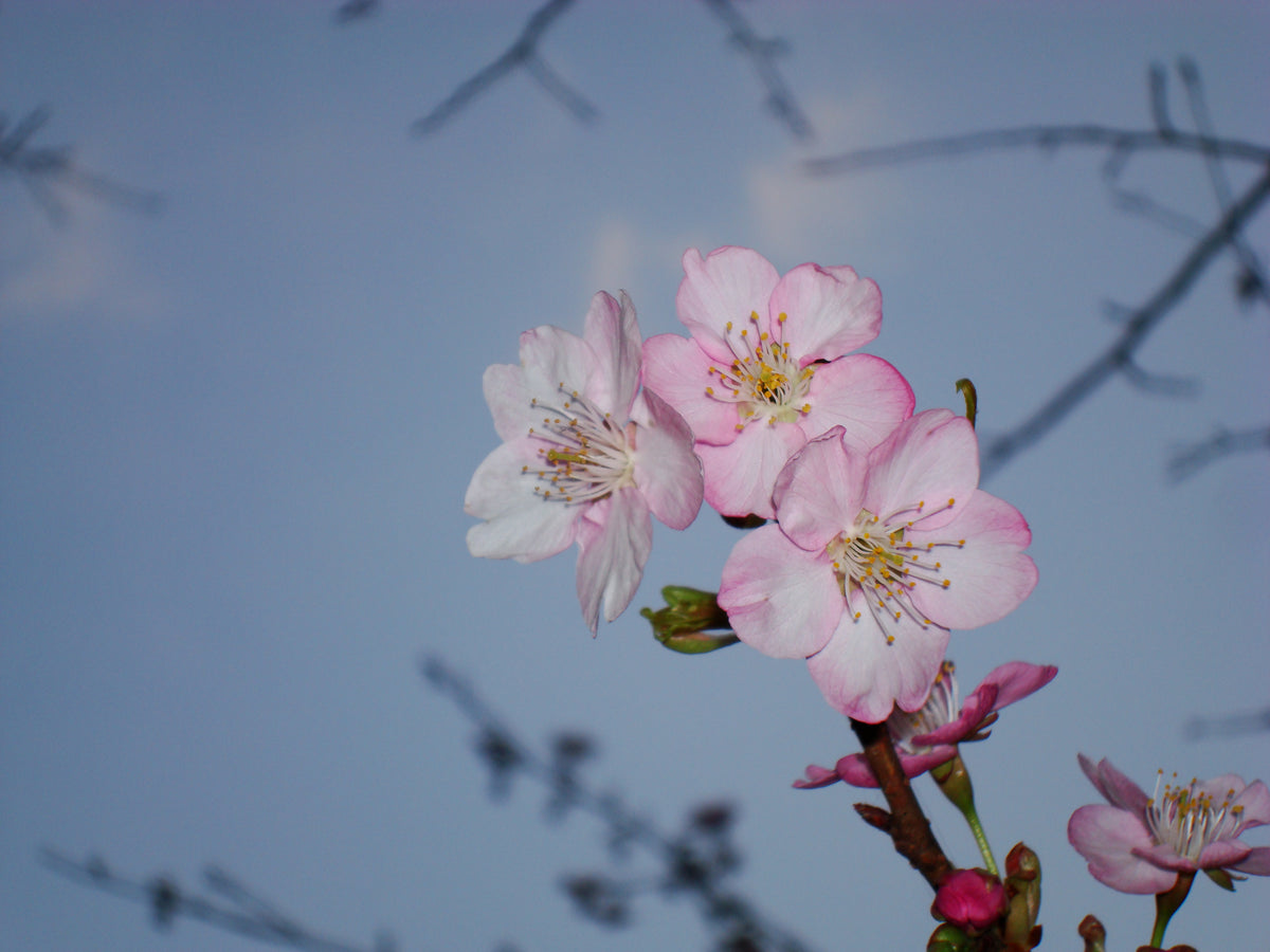 Kawazu cherry blossom — LEDA TRIP